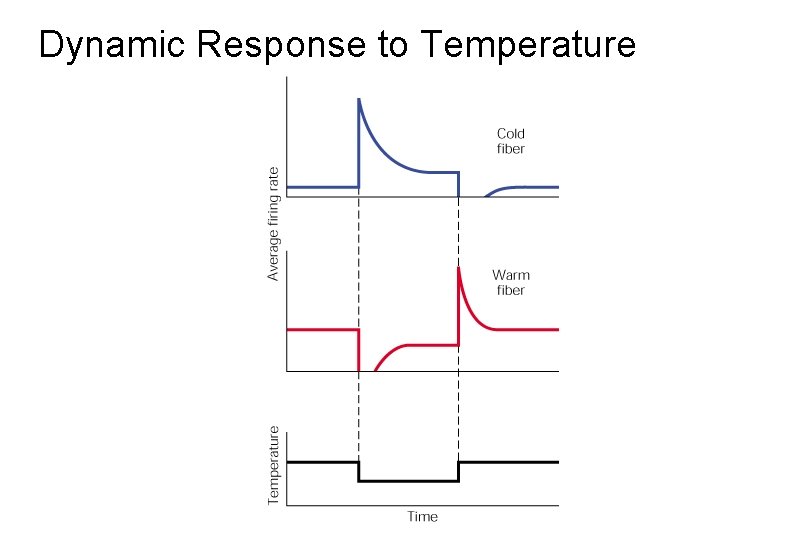 Dynamic Response to Temperature 