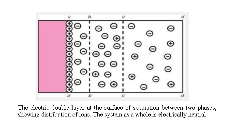 The electric double layer at the surface of separation between two phases, showing distribution