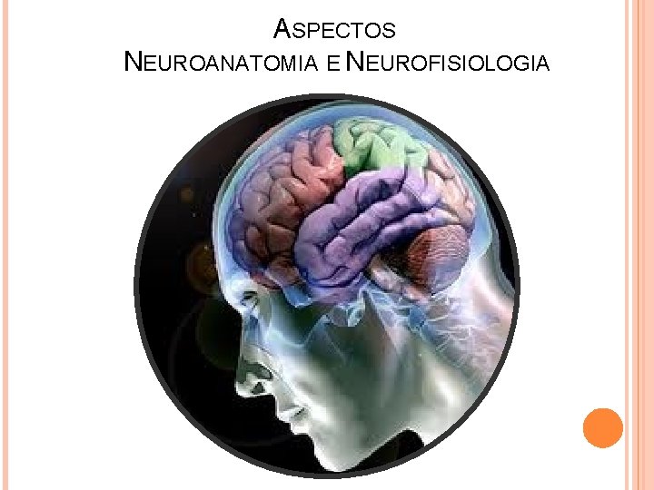 ASPECTOS NEUROANATOMIA E NEUROFISIOLOGIA 