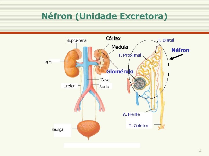 Néfron (Unidade Excretora) Supra-renal Córtex T. Distal Medula T. Proximal Néfron Rim Glomérulo Cava