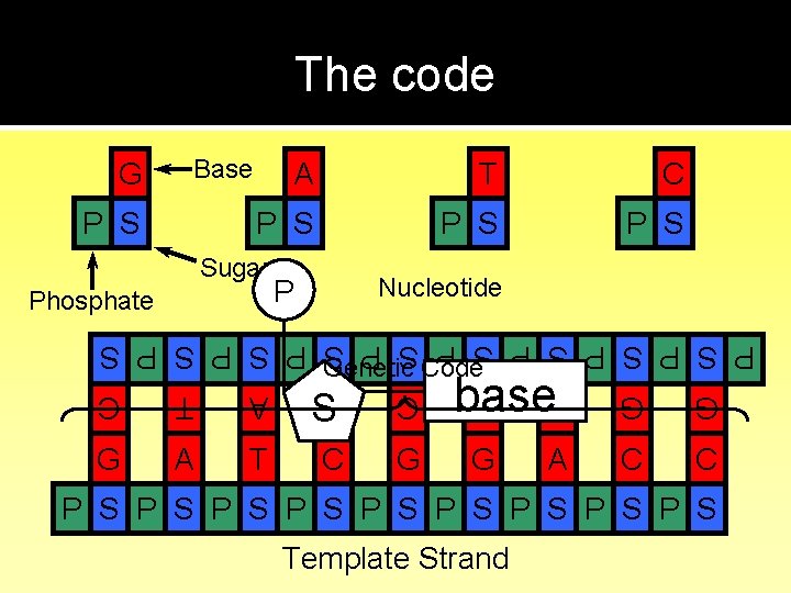 The code Base G P S A T C P S P S Sugar