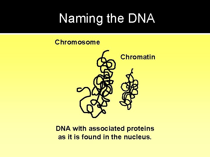 Naming the DNA Chromosome Chromatin DNA with associated proteins as it is found in