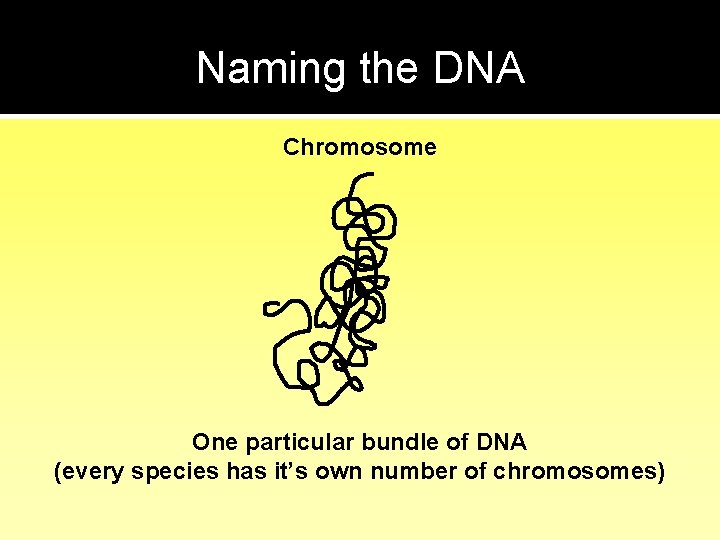 Naming the DNA Chromosome One particular bundle of DNA (every species has it’s own