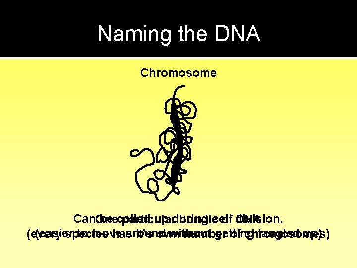 Naming the DNA Chromosome Can. One be coiled up during cell particular bundle of