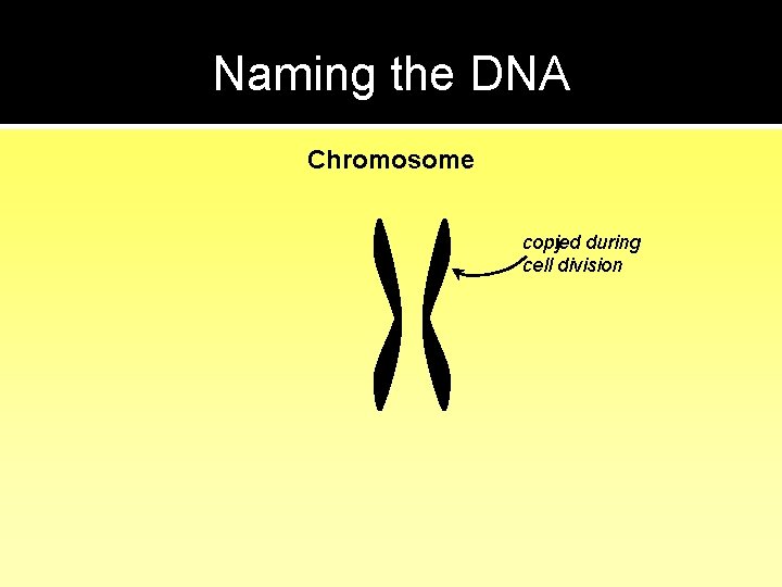 Naming the DNA Chromosome copy during copied cell division 