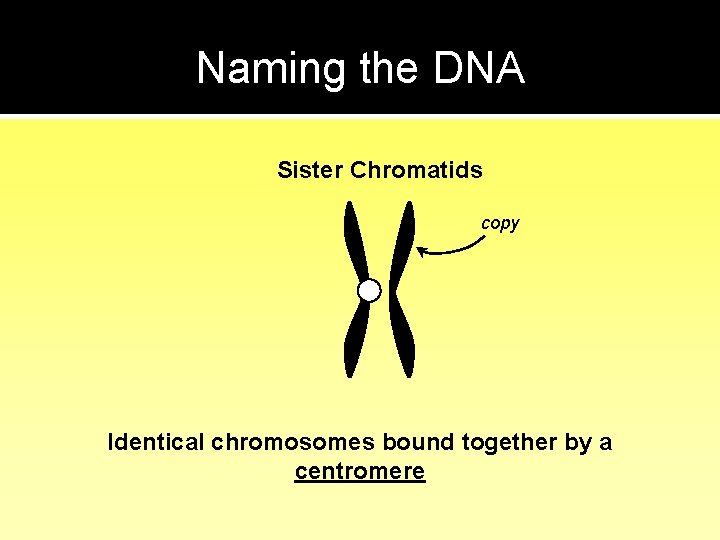 Naming the DNA Sister Chromatids copy Identical chromosomes bound together by a centromere 