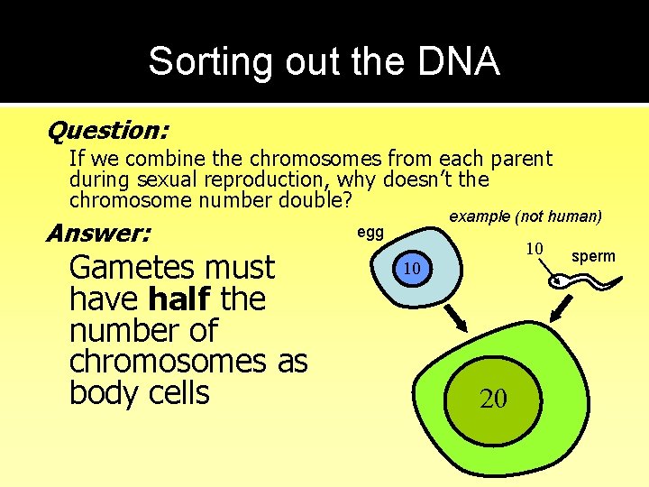 Sorting out the DNA Question: If we combine the chromosomes from each parent during