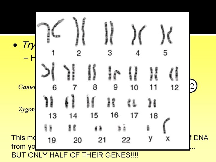 Sorting out the DNA • Try these – How many chromosomes in each gamete?