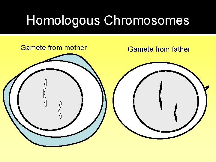 Homologous Chromosomes Gamete from mother Gamete from father 