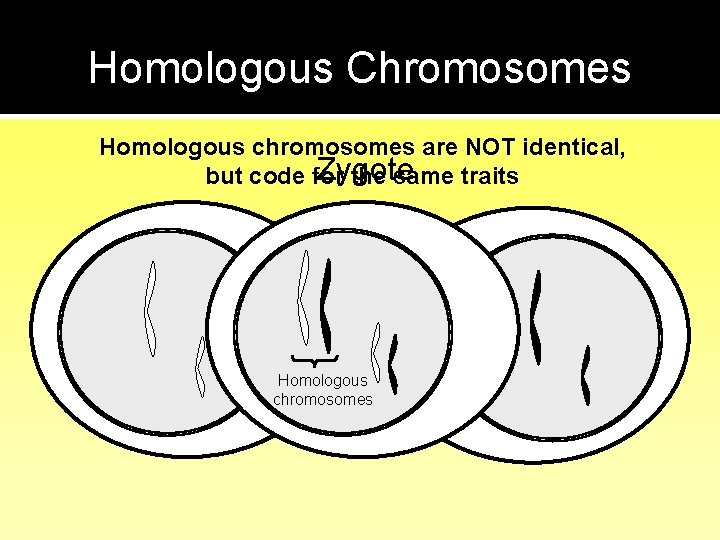 Homologous Chromosomes Homologous chromosomes are NOT identical, Zygote but code for the same traits