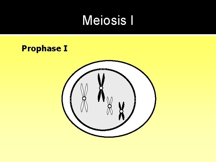 Meiosis I Prophase I 