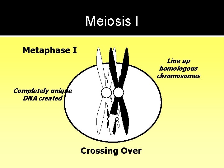 Meiosis I Metaphase I Line up homologous chromosomes Completely unique DNA created Crossing Over