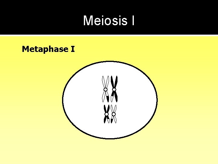 Meiosis I Metaphase I 