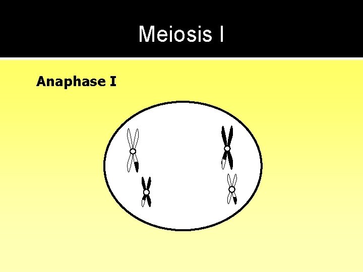 Meiosis I Anaphase I 