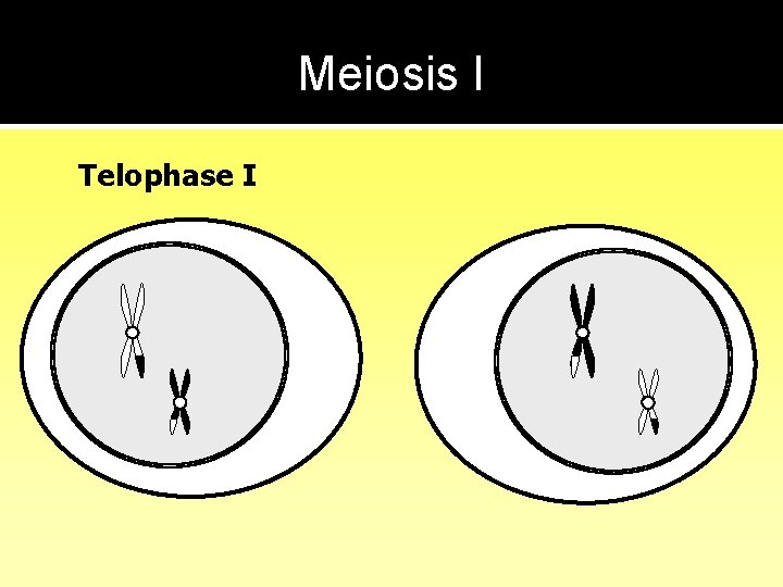 Meiosis I Telophase I 