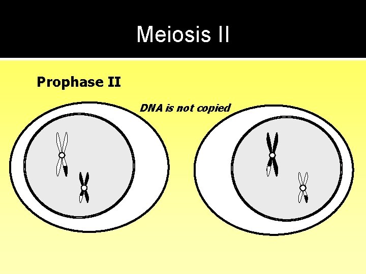 Meiosis II Prophase II DNA is not copied 