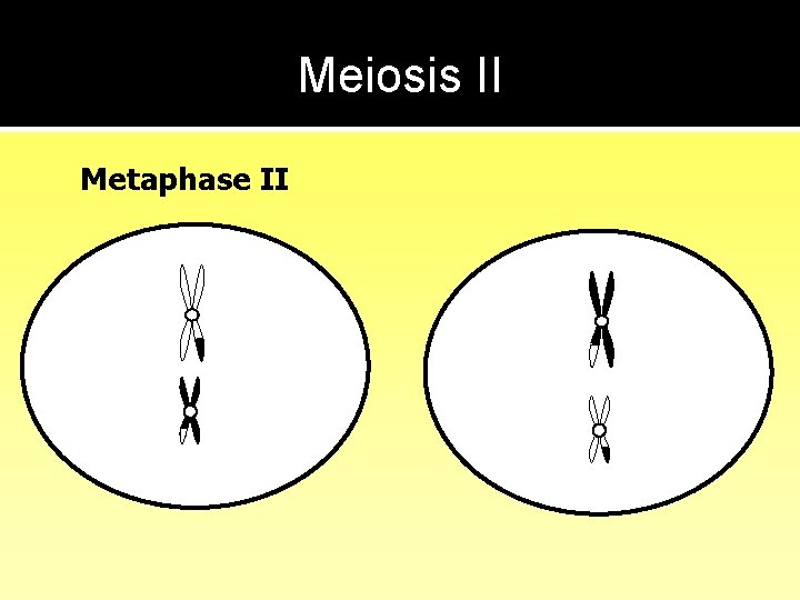 Meiosis II Metaphase II 