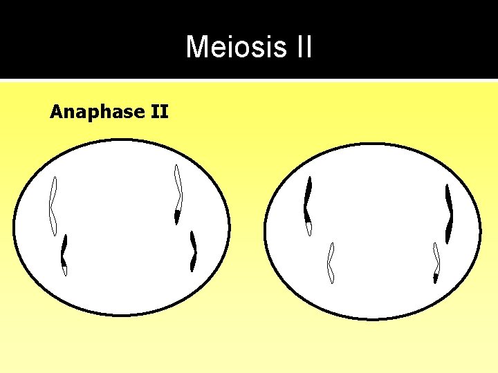 Meiosis II Anaphase II 