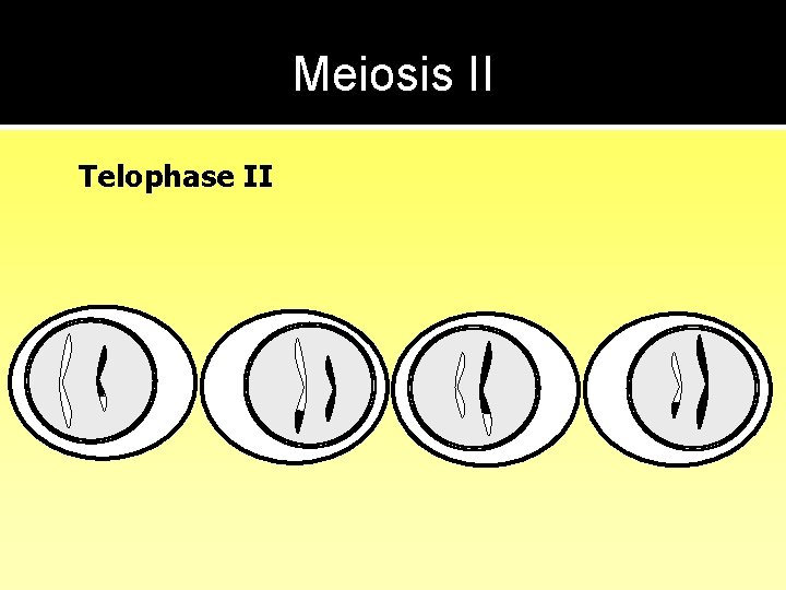Meiosis II Telophase II 