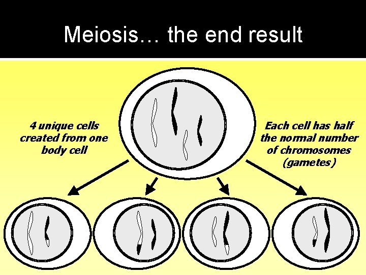 Meiosis… the end result 4 unique cells created from one body cell Each cell