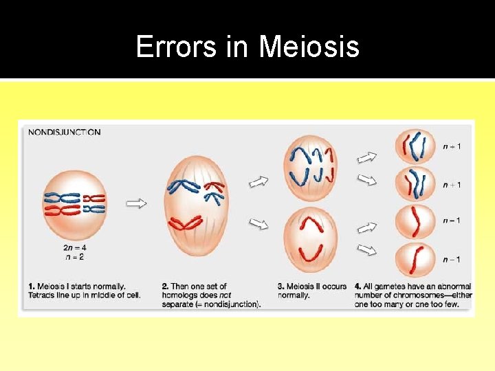 Errors in Meiosis 