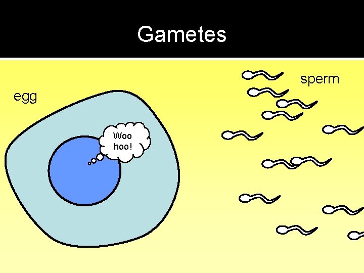 Gametes sperm egg Woo hoo! 