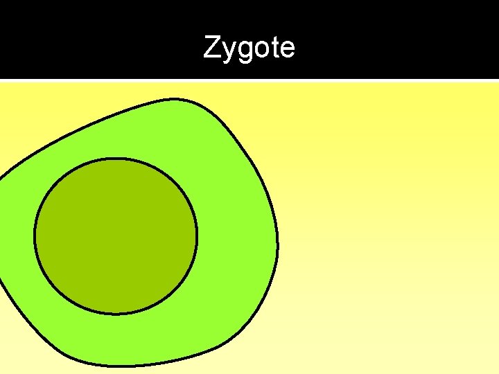 Zygote 