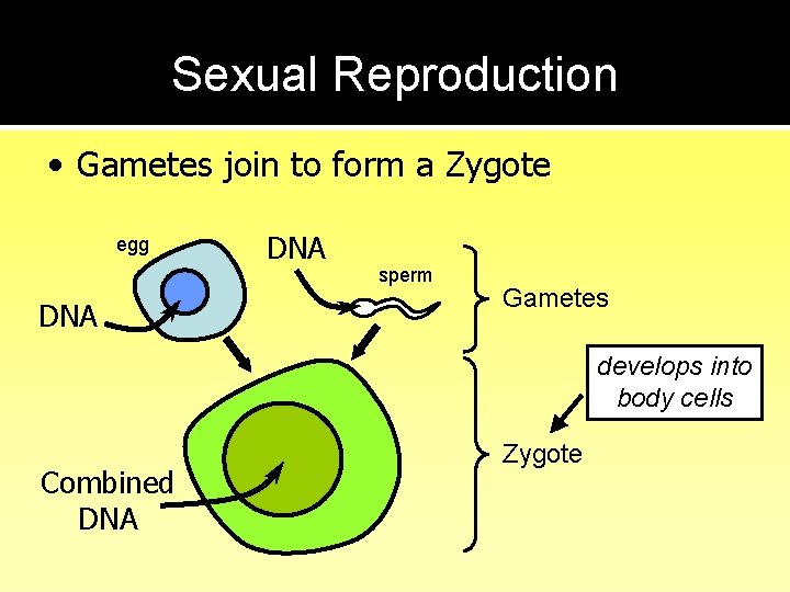 Sexual Reproduction • Gametes join to form a Zygote egg DNA sperm Gametes develops