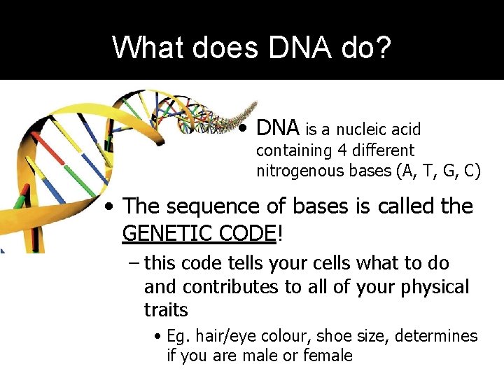 What does DNA do? • DNA is a nucleic acid containing 4 different nitrogenous