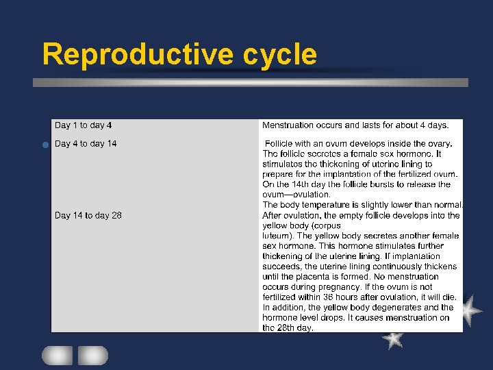 Reproductive cycle l Menstrual cycle 