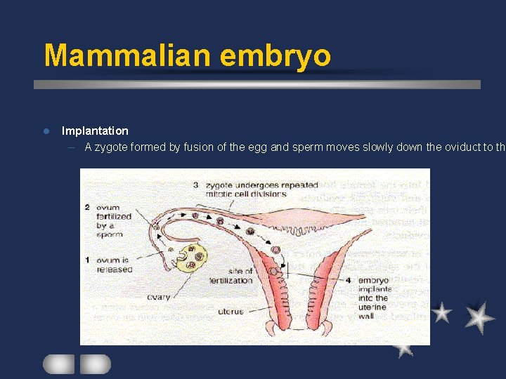 Mammalian embryo l Implantation – A zygote formed by fusion of the egg and