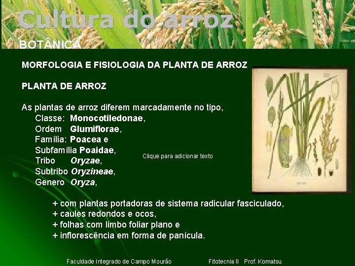 Cultura do arroz BOT NICA MORFOLOGIA E FISIOLOGIA DA PLANTA DE ARROZ As plantas