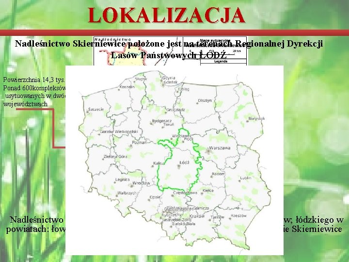 LOKALIZACJA Nadleśnictwo Skierniewice położone jest na terenach Regionalnej Dyrekcji Lasów Państwowych ŁÓDŹ Powierzchnia 14,