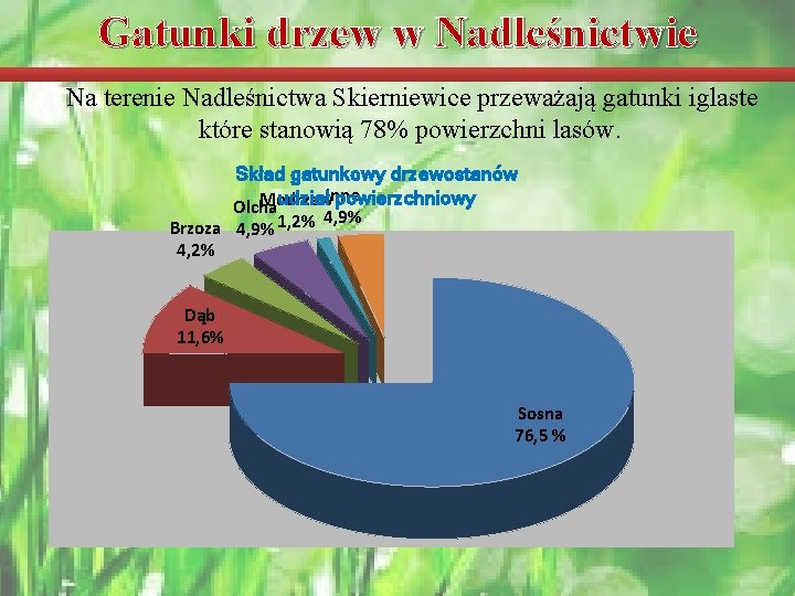 Gatunki drzew w Nadleśnictwie Na terenie Nadleśnictwa Skierniewice przeważają gatunki iglaste które stanowią 78%