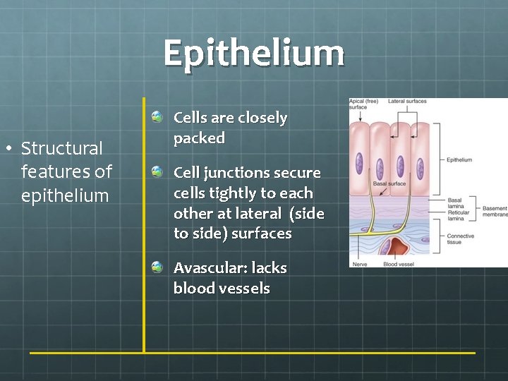 Epithelium • Structural features of epithelium Cells are closely packed Cell junctions secure cells