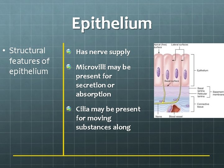 Epithelium • Structural features of epithelium Has nerve supply Microvilli may be present for