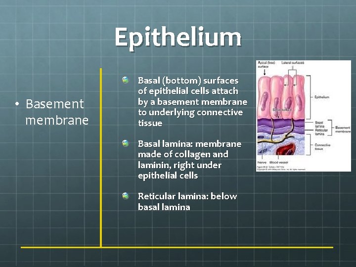 Epithelium • Basement membrane Basal (bottom) surfaces of epithelial cells attach by a basement