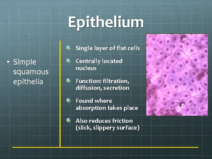 Epithelium Single layer of flat cells • Simple squamous epithelia Centrally located nucleus Function: