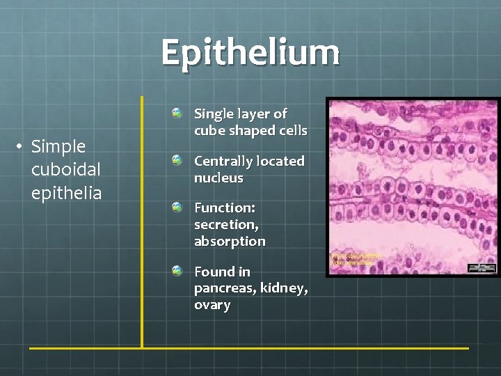 Epithelium • Simple cuboidal epithelia Single layer of cube shaped cells Centrally located nucleus