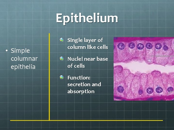 Epithelium • Simple columnar epithelia Single layer of column like cells Nuclei near base