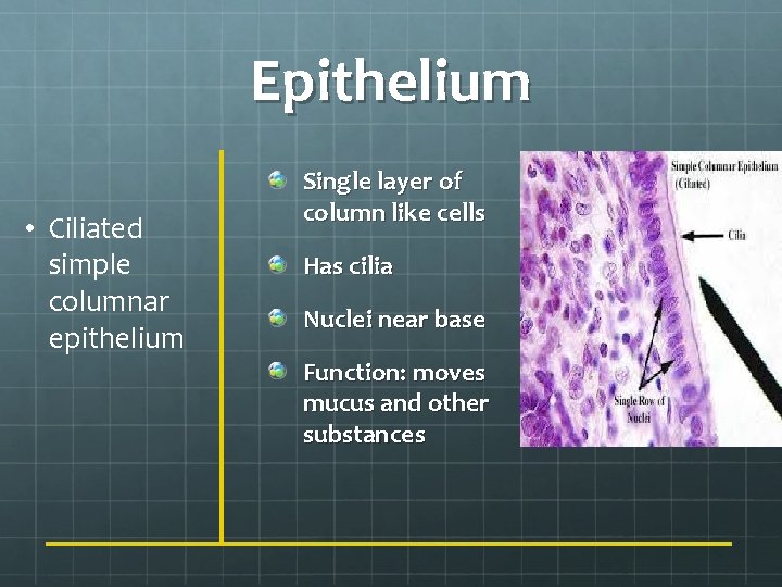 Epithelium • Ciliated simple columnar epithelium Single layer of column like cells Has cilia