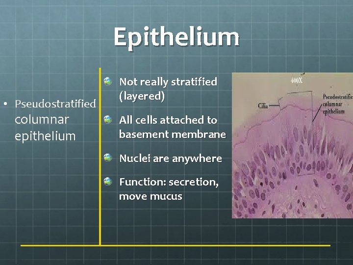 Epithelium • Pseudostratified columnar epithelium Not really stratified (layered) All cells attached to basement