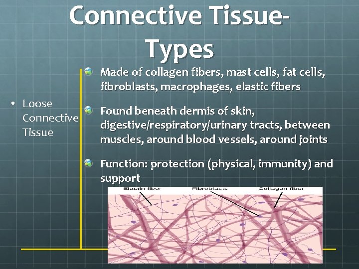 Connective Tissue. Types Made of collagen fibers, mast cells, fat cells, fibroblasts, macrophages, elastic