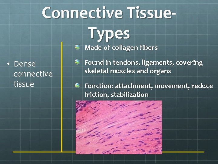 Connective Tissue. Types Made of collagen fibers • Dense connective tissue Found in tendons,