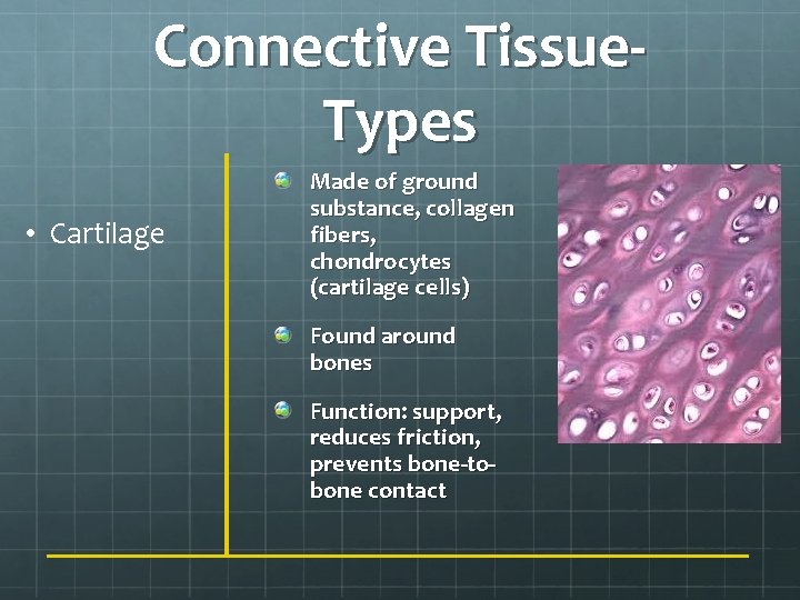 Connective Tissue. Types • Cartilage Made of ground substance, collagen fibers, chondrocytes (cartilage cells)