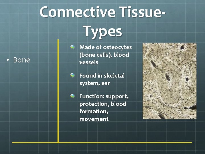 Connective Tissue. Types • Bone Made of osteocytes (bone cells), blood vessels Found in