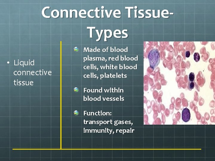 Connective Tissue. Types • Liquid connective tissue Made of blood plasma, red blood cells,