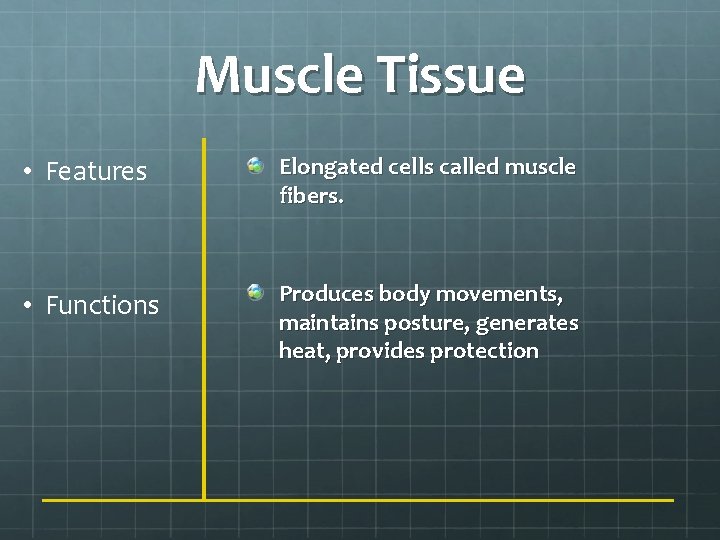 Muscle Tissue • Features Elongated cells called muscle fibers. • Functions Produces body movements,