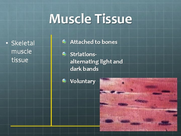 Muscle Tissue • Skeletal muscle tissue Attached to bones Striationsalternating light and dark bands