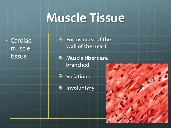 Muscle Tissue • Cardiac muscle tissue Forms most of the wall of the heart